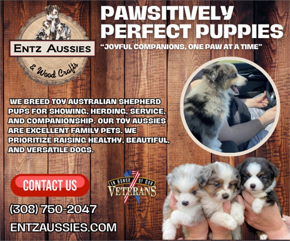 Entz Aussies