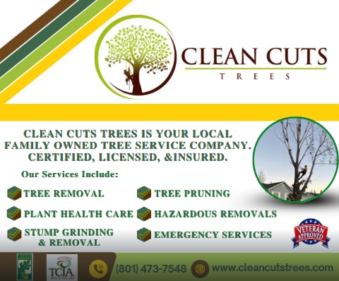 Clean Cuts Trees